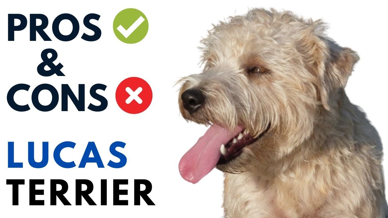Lucas Terrier Pros and Cons | Lucas Terrier dog  Advantages and Disadvantages