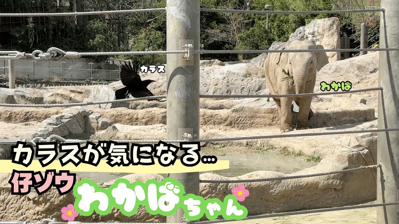 【仔ゾウわかばちゃんvsカラス】一瞬の静かな戦い🐘💨バナナを食べる姿が可愛すぎました♡