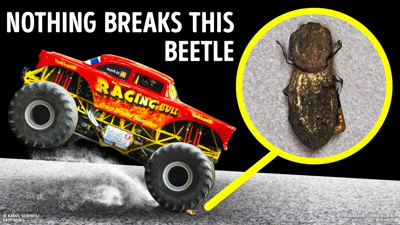 Not Even a Car Can Squish This Strong Bug