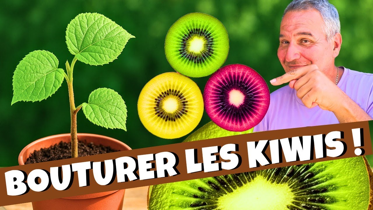 KIWIS : C'est le MOMENT de les bouturer ! 🥝👍