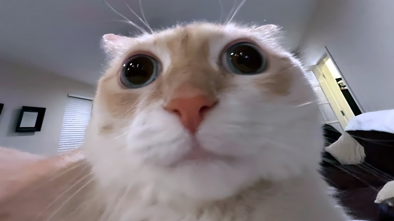 cats you were not ready for
