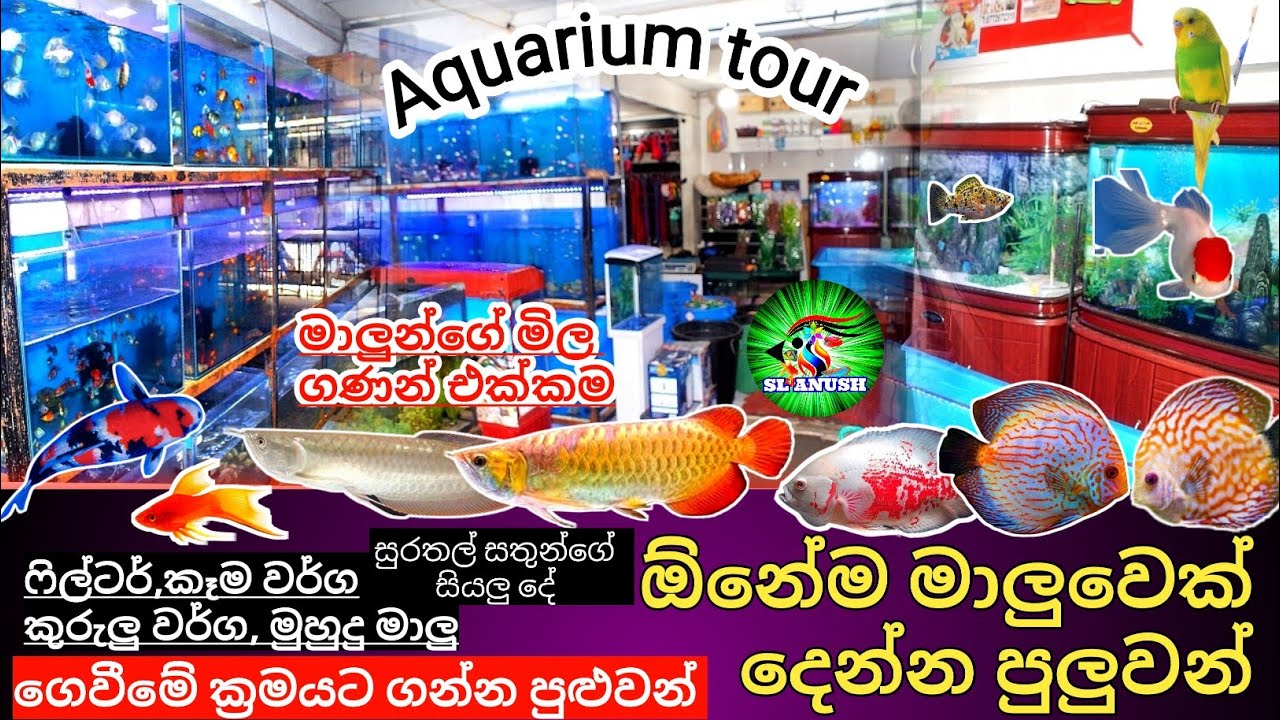 Aquarium tour!!! | Saltwater fish tank setup | මුහුදු මාලු  ඉන්න මින් මැදුරක් | Sl anush