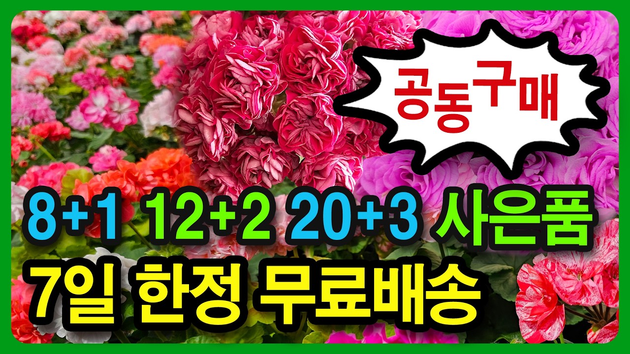 제라늄 공동구매 7일간만 무료배송, 러시아,K,유럽,리갈 랜덤박스 8+1,12+2,20+3 역대급 혜택