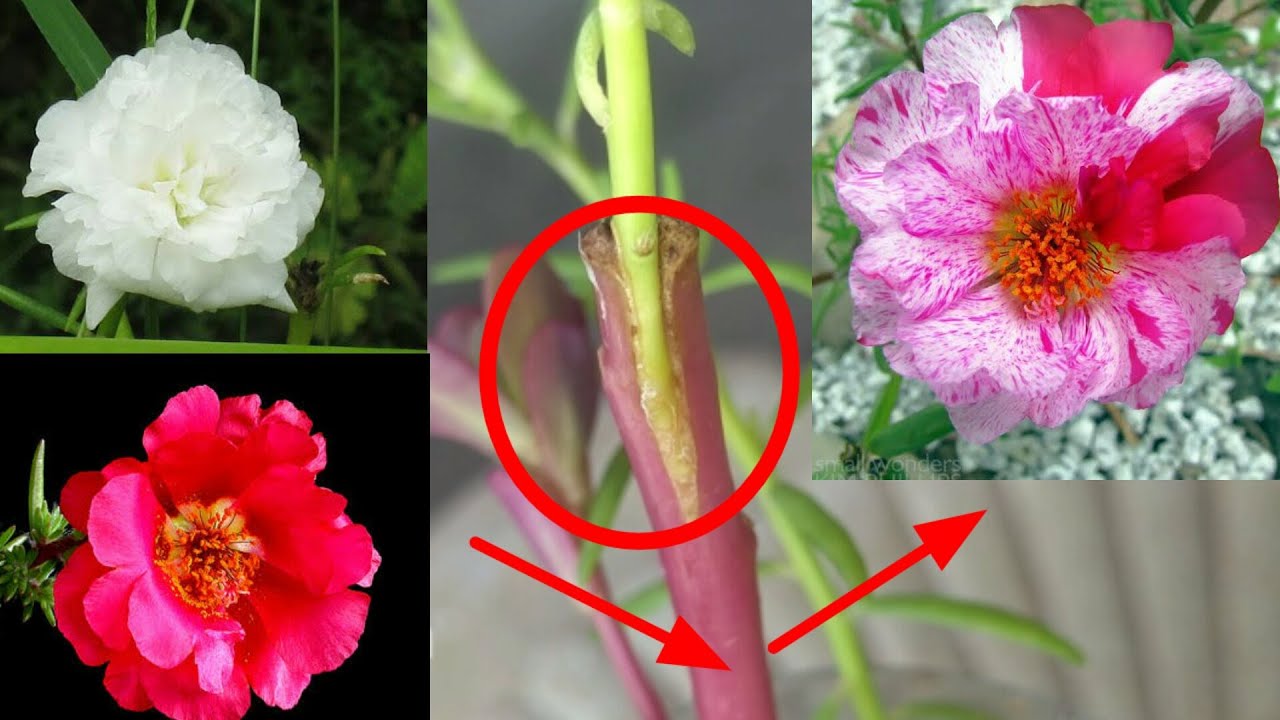 portulaca plant with moss rose plant grafting | Flower Hybrid mixed colour | green gardening