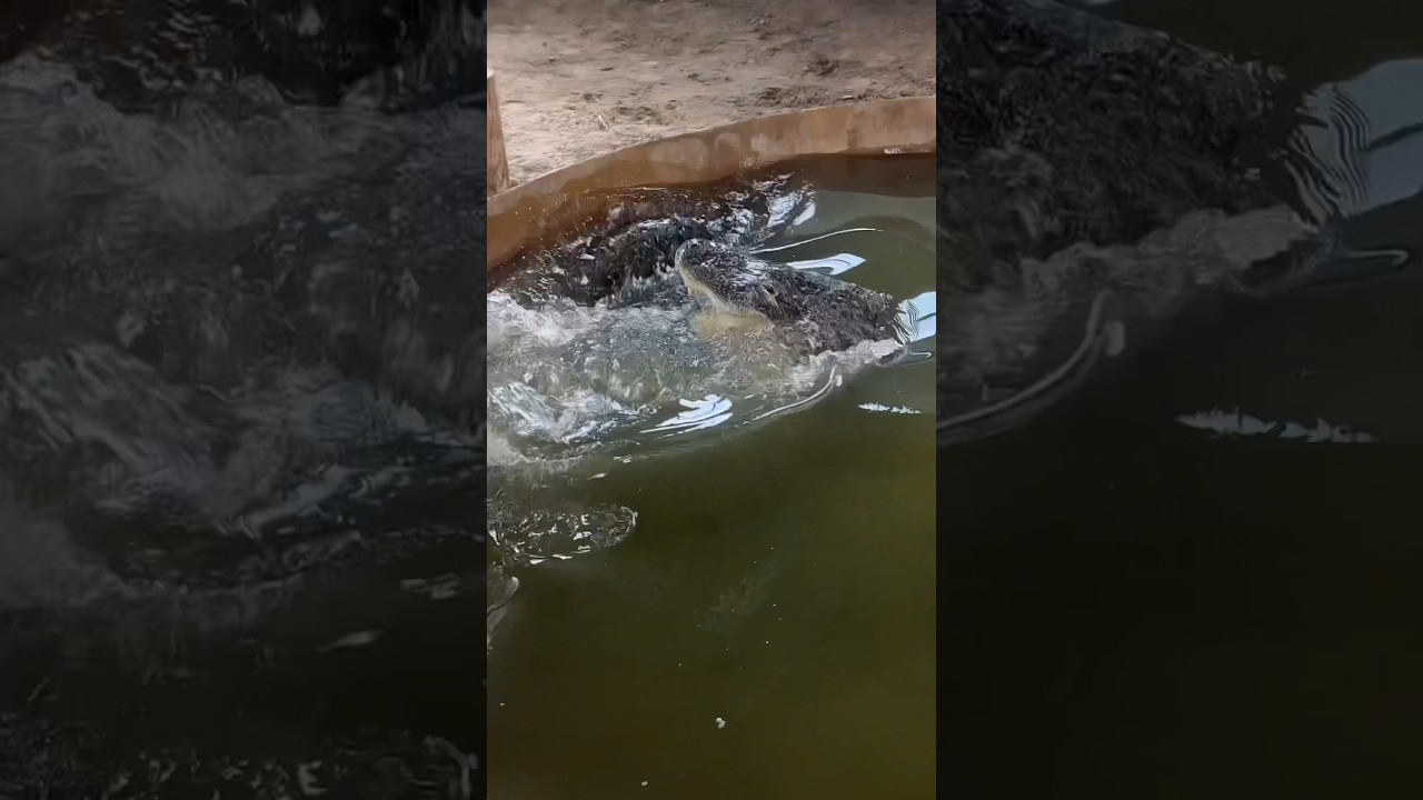 My Alligators Meet For The First Time 😱🐊#shorts #alligator