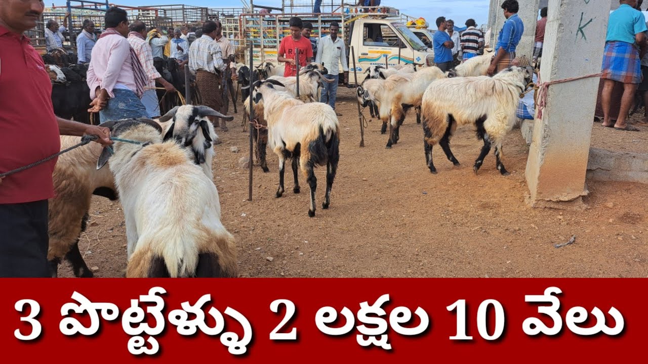 BIGGEST SHEEP QURBANI SPECEL 6303228294 GUDUR SHEEP MARKET 1 గూడూరు గొర్రెల సంత