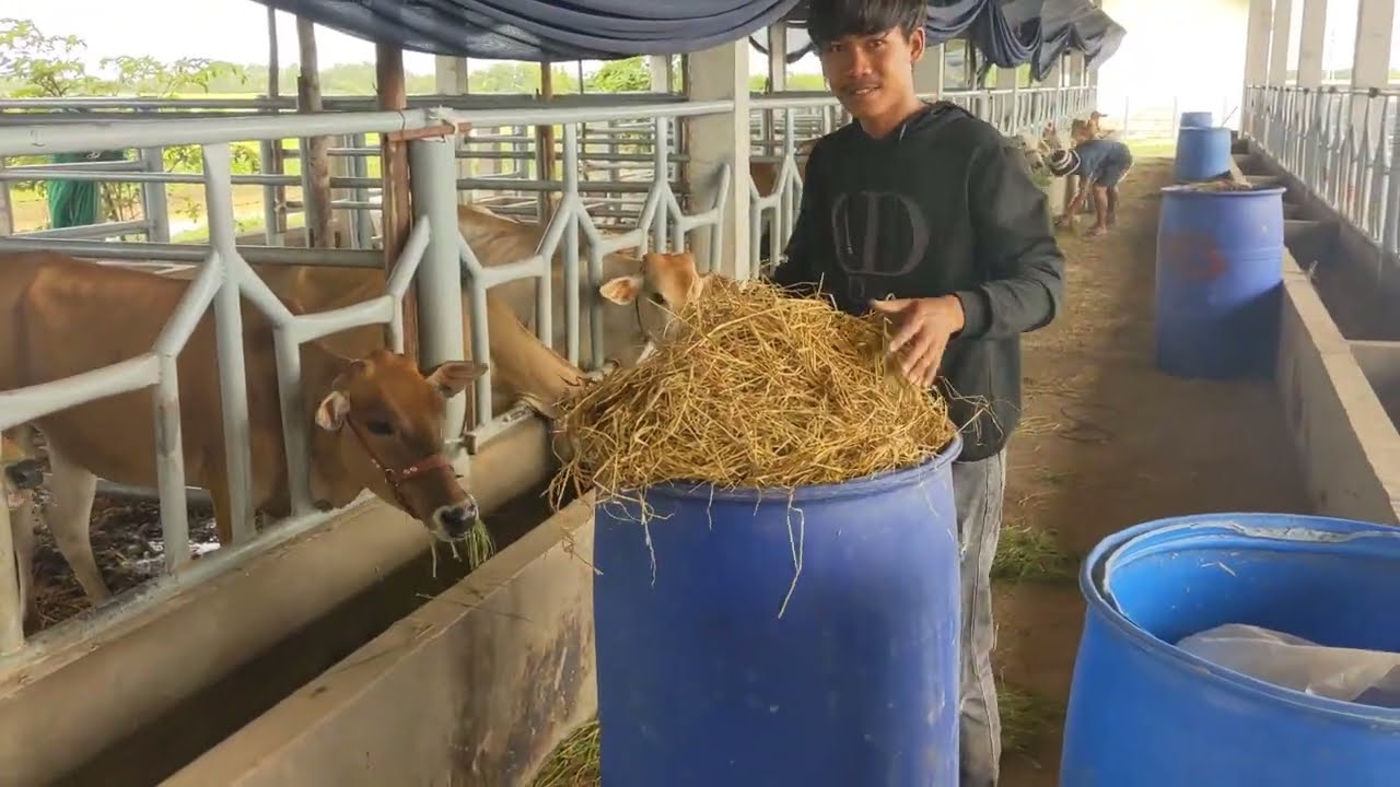 ការធ្វើផ្អកចំបើង