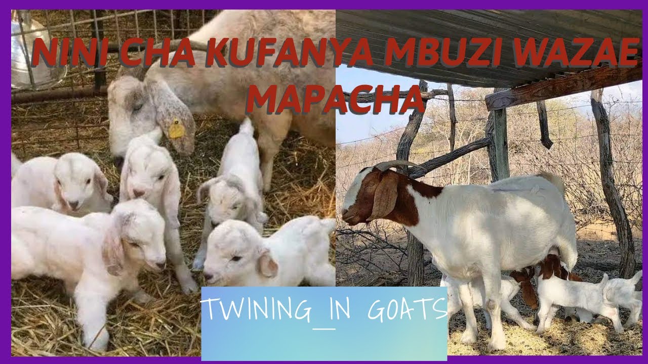 NINI CHA KUFANYA MBUZI WAZAE MAPACHA%%(TWINING IN GOATS)