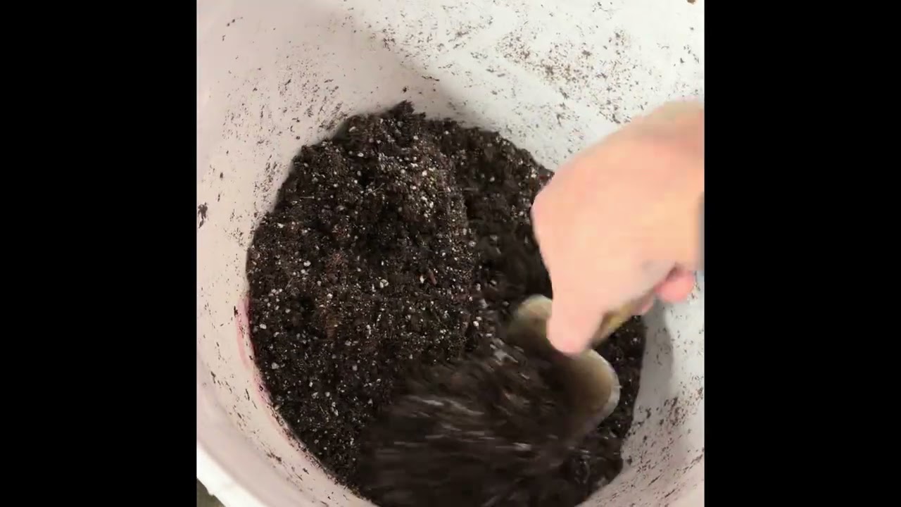 Stop Killing Fig Cuttings — Use This Rooting Soil Mix