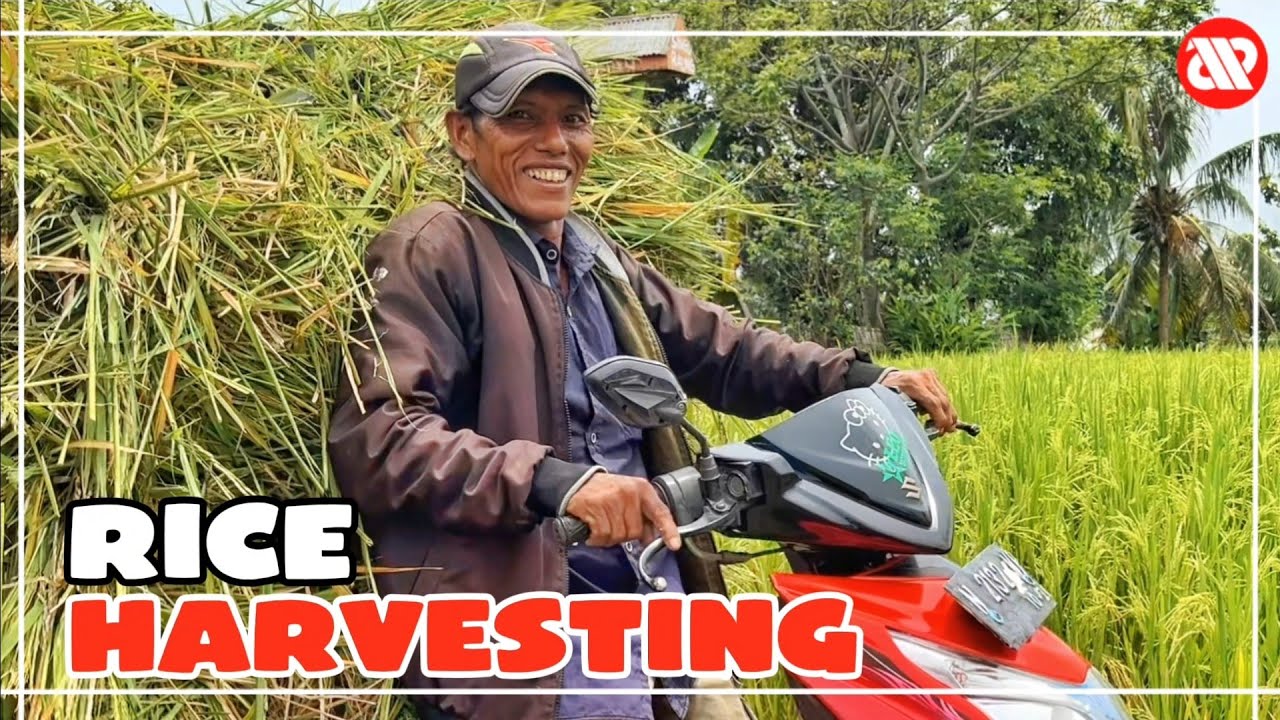 Happy worker rice harvesting in Indonesia