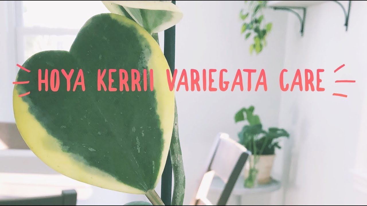 hoya kerrii variegata care | houseplant | easy care