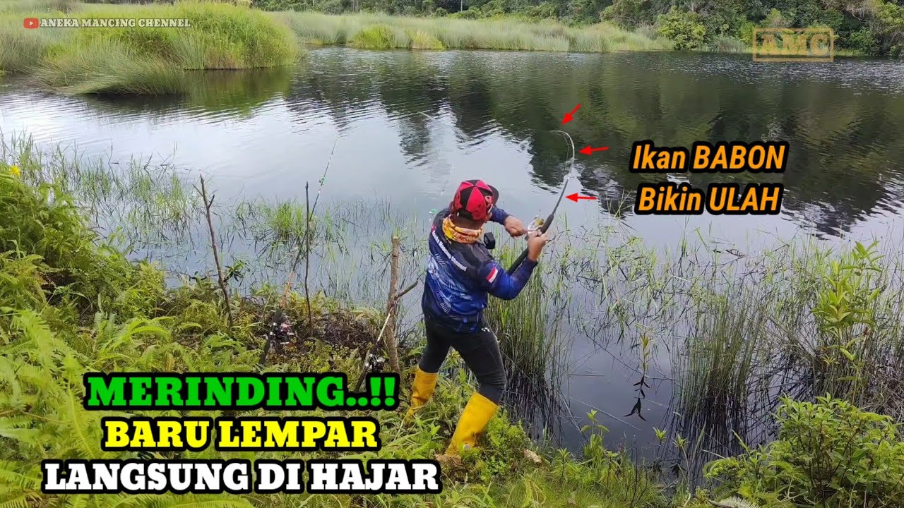 PANIK..!!Serangan Ikan Besar Bikin Joran Melengkung Nyaris Patah