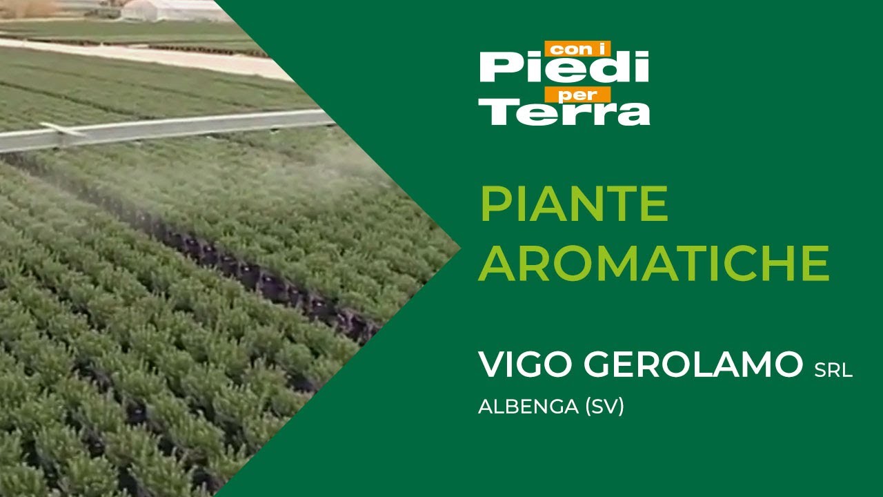 Piante aromatiche   Vigo Gerolamo srl   Albenga SV