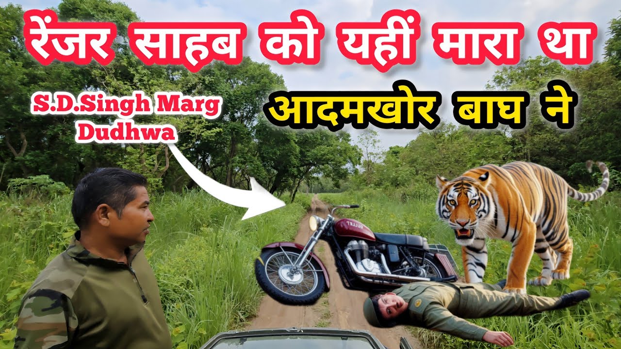 Tiger Killed Ranger in Dudhwa: The Shocking Reality of Wildlife Reserves