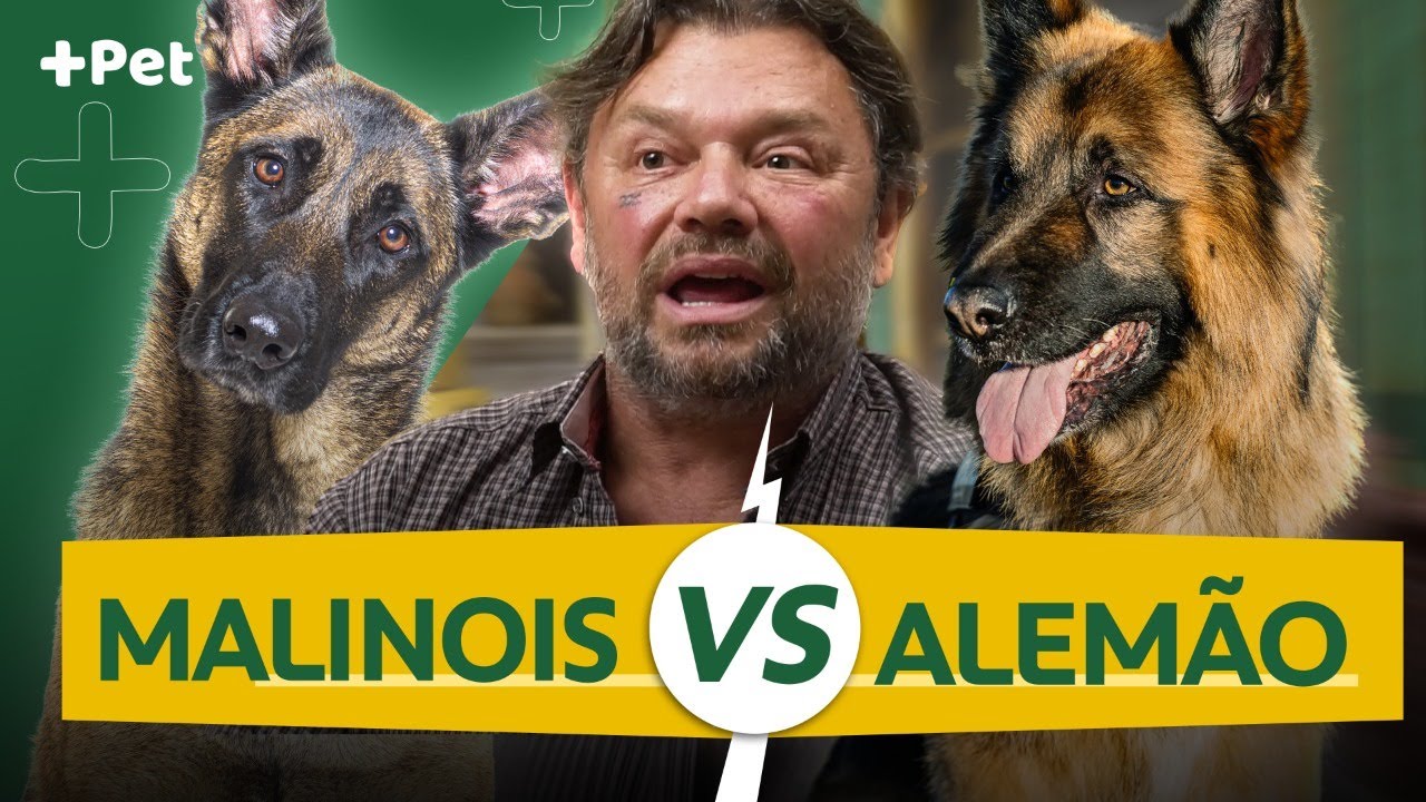 PASTOR ALEMÃO VS PARTOR DE MALINOIS, QUAL O MELHOR? | CANAL MAIS PET