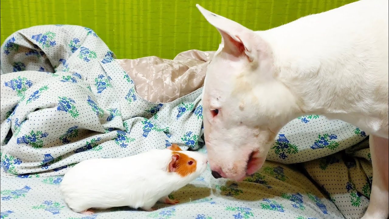Только у нас! Снап Бультерьер и Пума Морская свинка 🐶 🐹 Snap Bull Terrier & Puma Guinea pig 