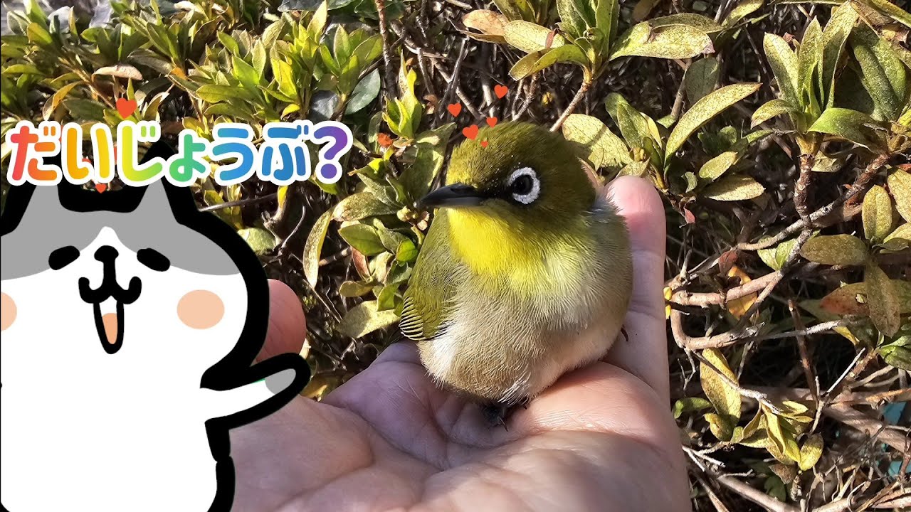 【きんとへね】メジロさんが倒れてたのでそっと介抱してあげました。