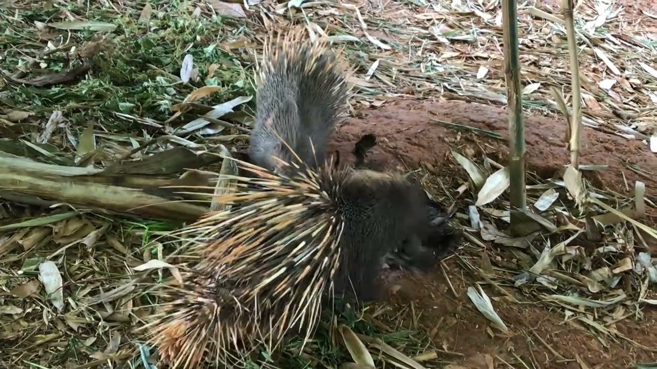 1.Three cute porcupines are eating banana tree so delicious.#Cute porcupines#wild animals#