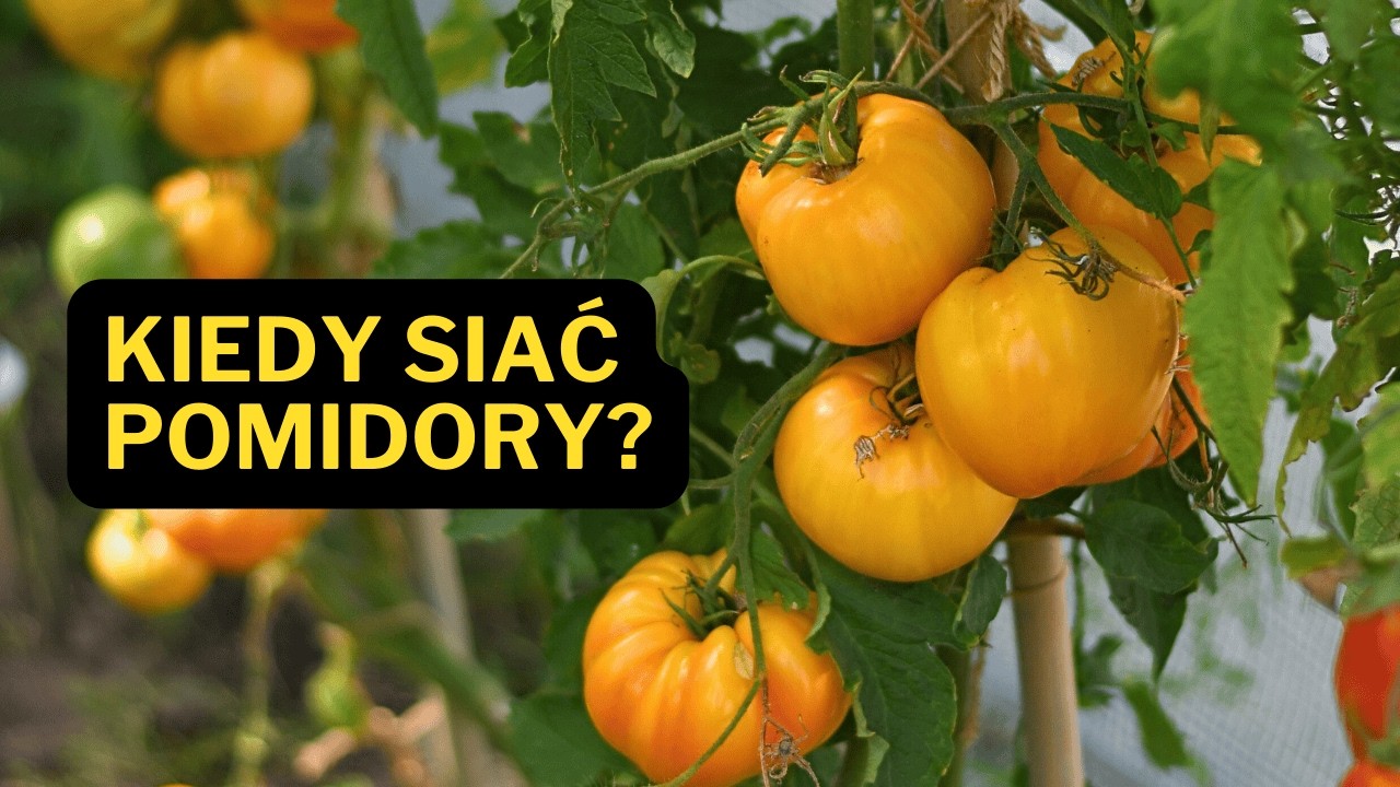 Kiedy siać pomidory? 🍅 Najlepszy termin siewu - sprawdzony w praktyce