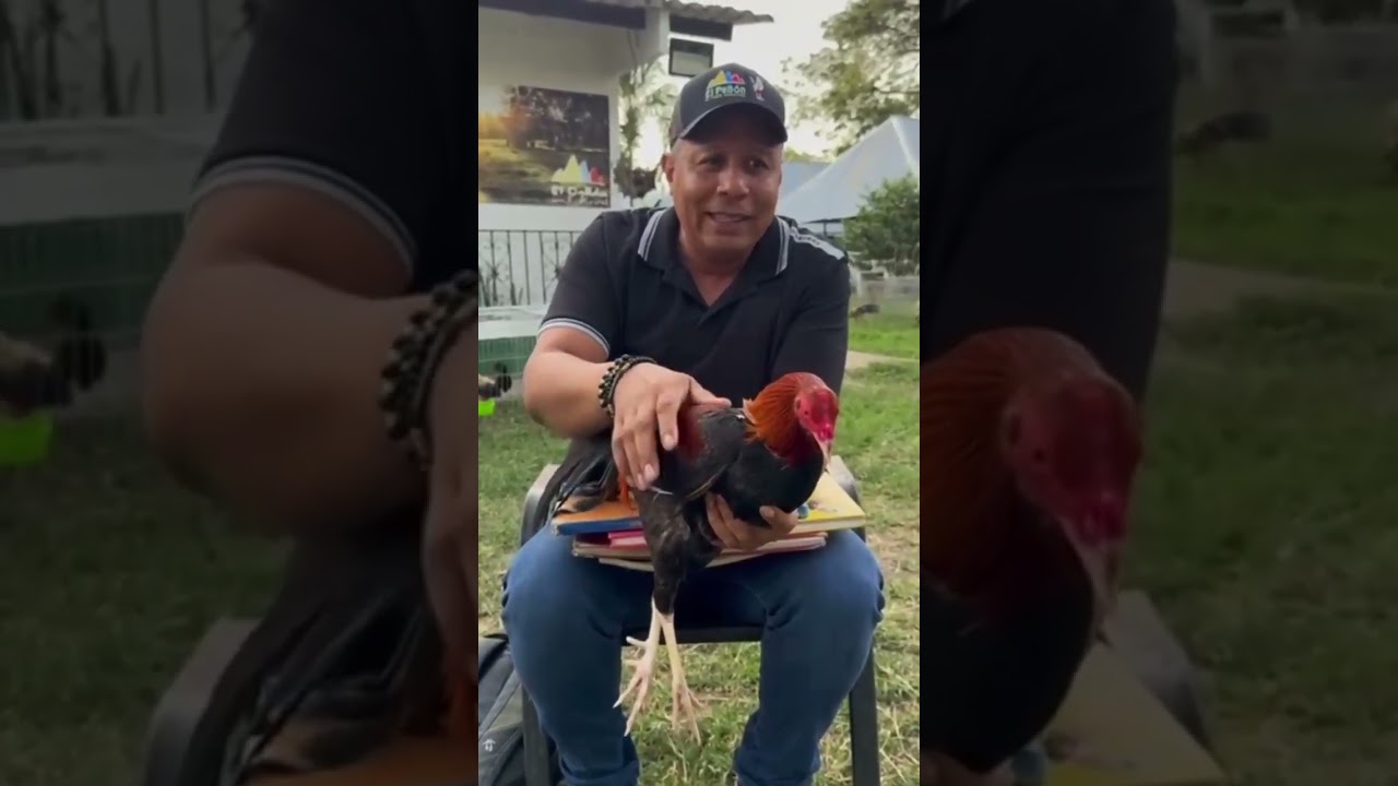 ✅️UNO DE LOS FAVORITOS DE✅️ DON FABIO RODRIGUEZ✅️CRIADERO✅️ELPEÑON✅️SUSCRIBETE A NUESTRO CANAL✅️