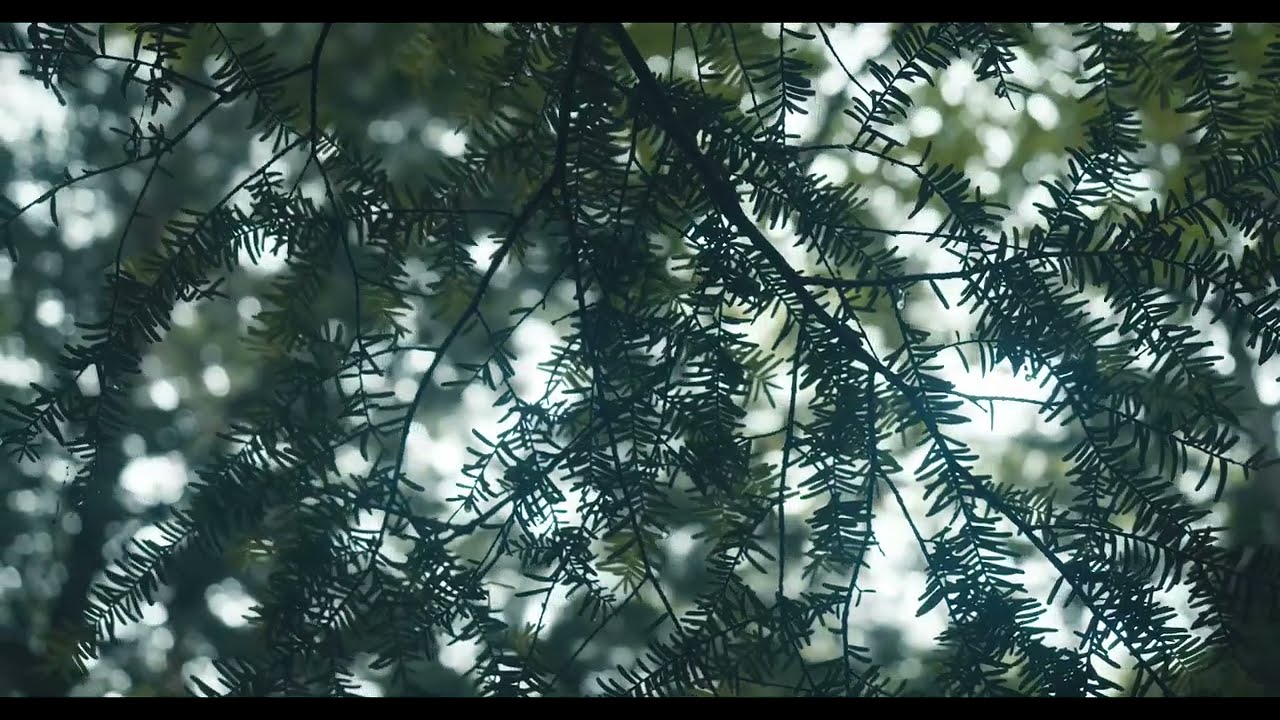 MrRn - AKETE (prod.MrRn) Official Music Video