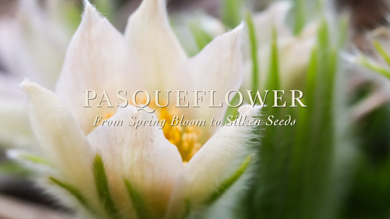 Pasqueflower 🌼 From Spring Bloom to Silken Seeds ✨ Garden Portraits 🌿 #Pasqueflower #Pulsatilla