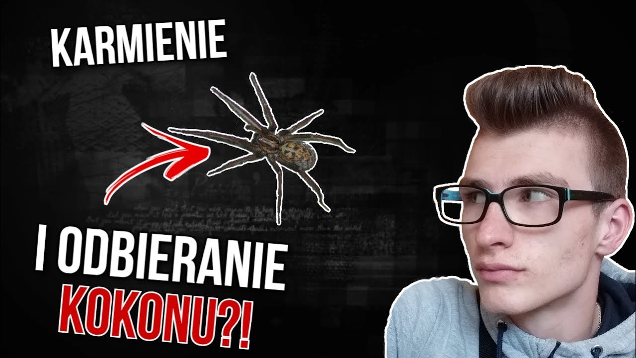 Kątnik domowy - Odbieranie KOKONU i karmienie! *Wow!*
