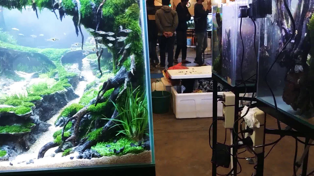 Legendary Class Nusatic Aquascape Contest 2019