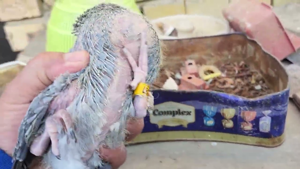 ✌️✌️صيد اليوم🥰🥰تعالو شوفو الفرخات شكبرهن صارن بلخانات🥰🥰طيرنا الحمر🥰@