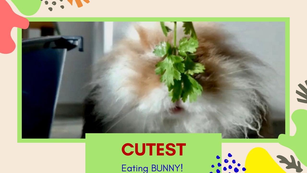 CUTE BUNNY EATING