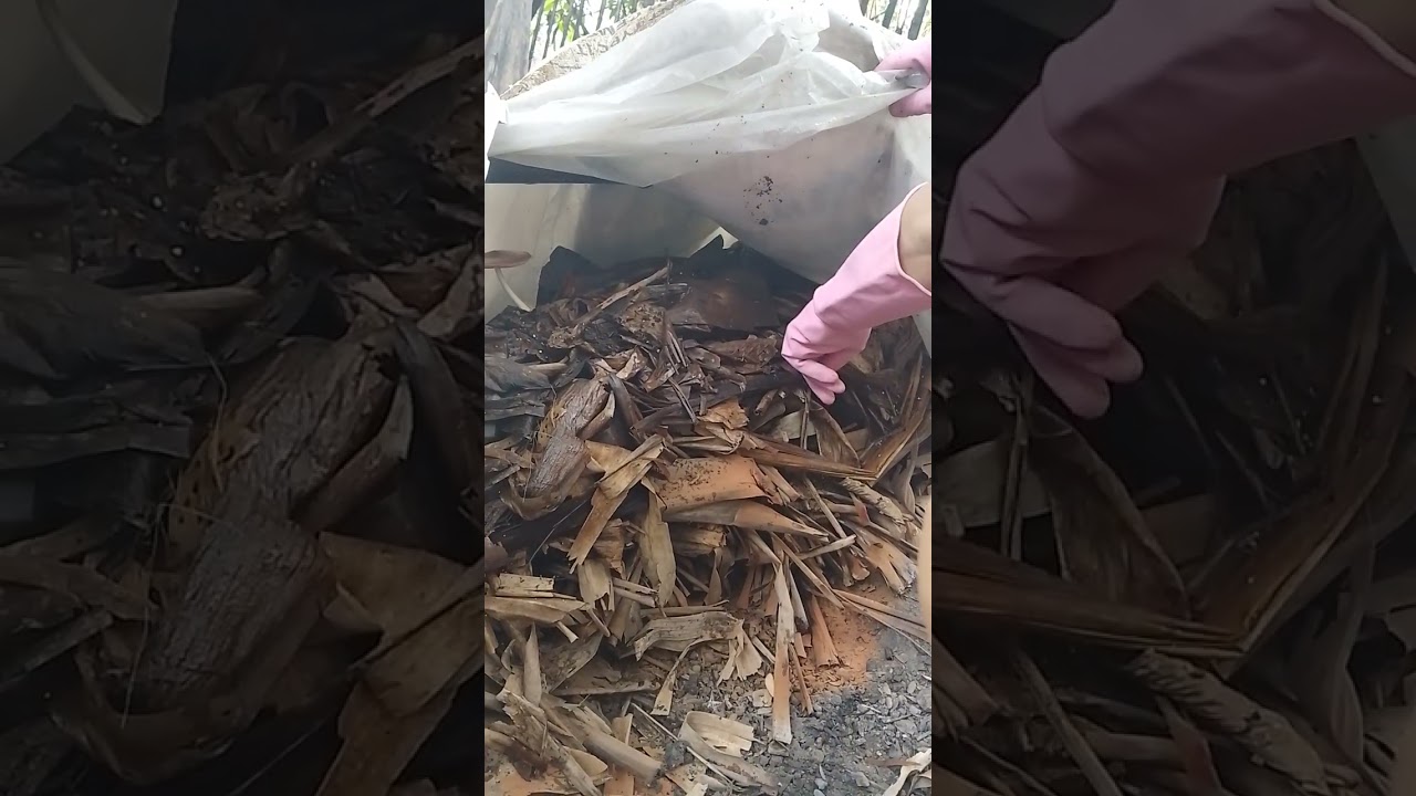 Straw Mushroom Morning Harvest