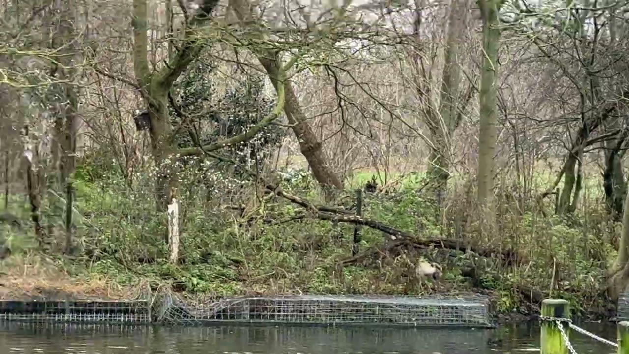 “Grey herons perch on branches & nests on the Serpentine island as others fly over after the rain🌫️”
