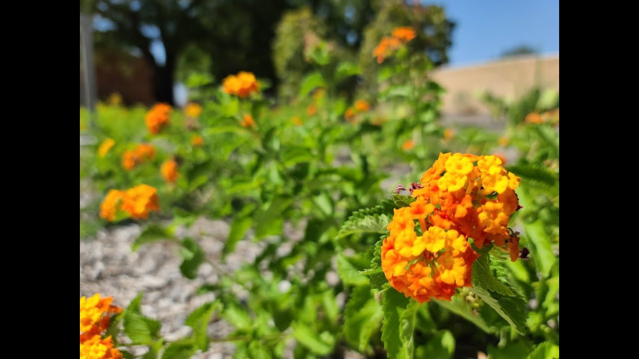 Grow Native: Plants for Texas