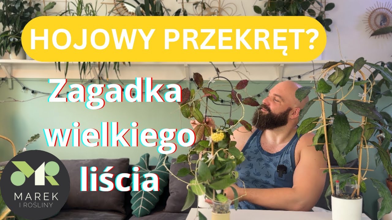 Zagadka wielkiego liścia? Czy hoya latifolia o wielkich liściach to wielki przekręt? Hojowe sprawy