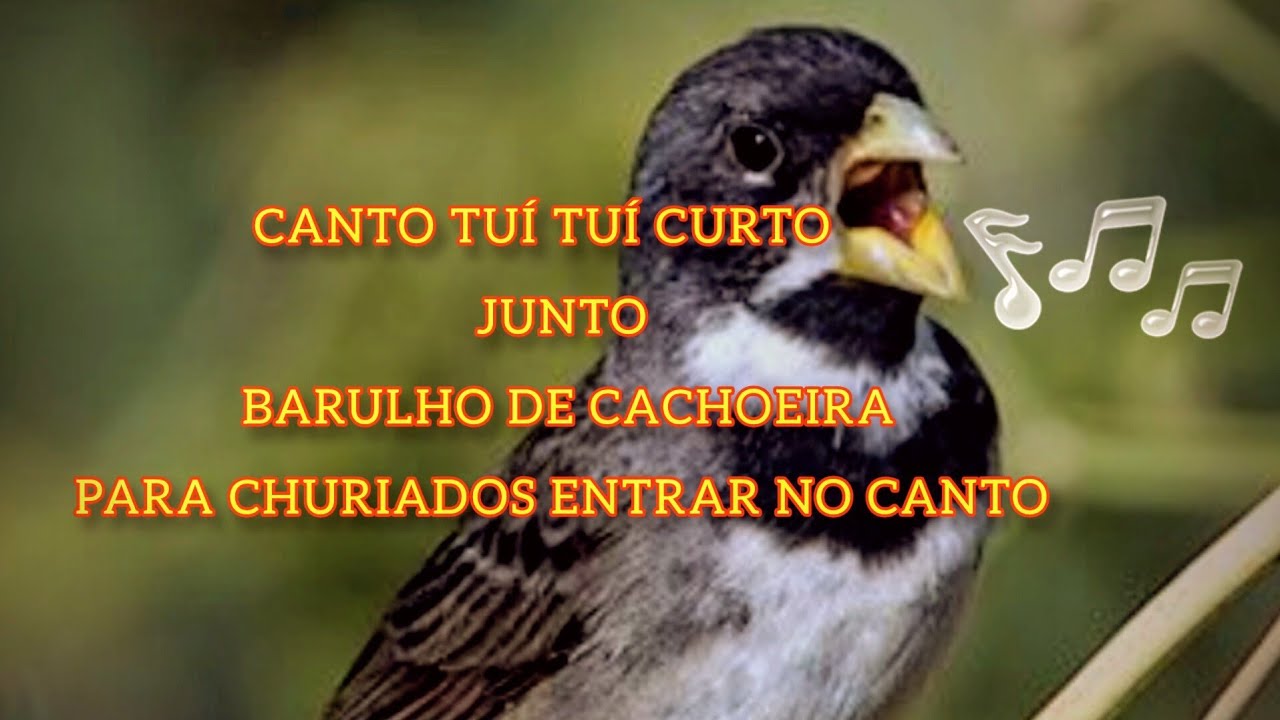 Canto tuí tuí com barulho de cachoeira junto/encarte de coleiro diferenciado 