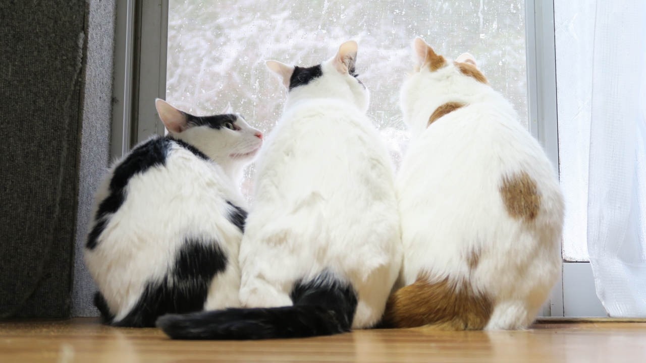 こたつのねこたちLIVE配信　　2026年2月28日