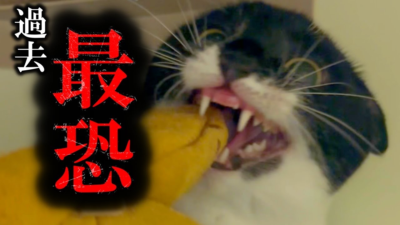 【閲覧注意】人馴れ訓練で噛まれて病院送りにされました…