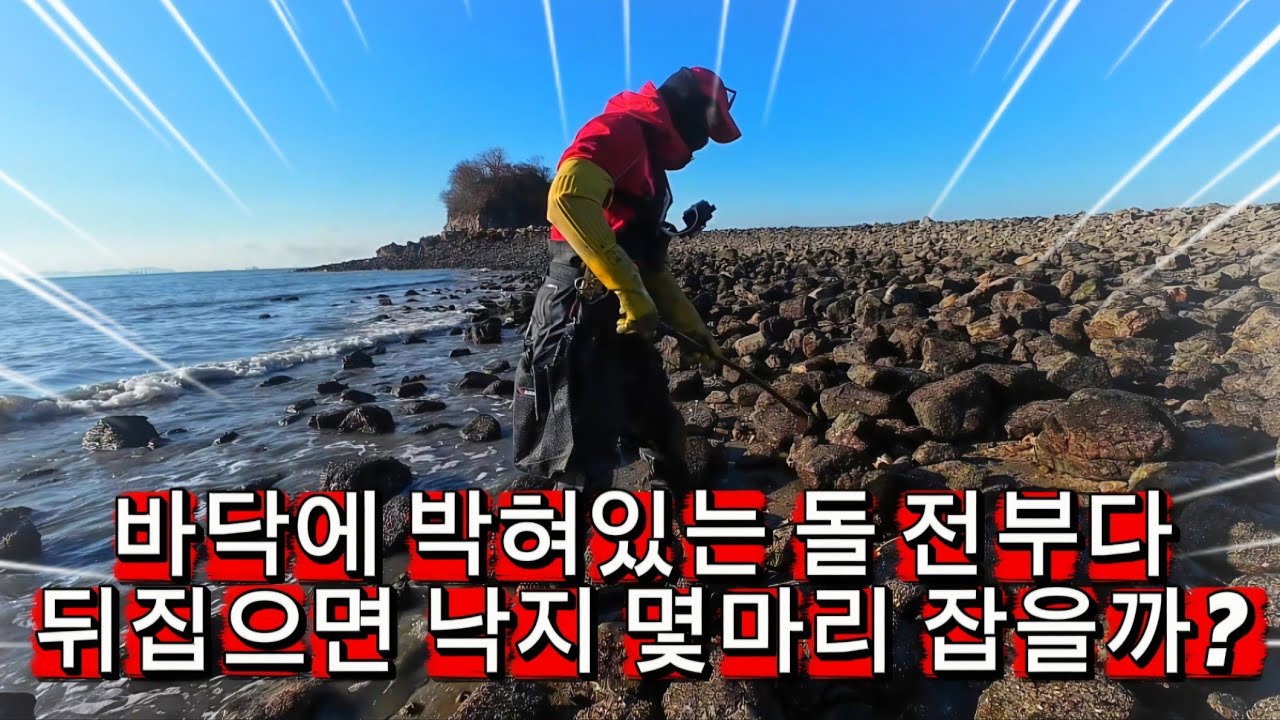도전!! 물빠진 갯벌 돌 뒤집으면 세상에 낙지가 막 나올... ????