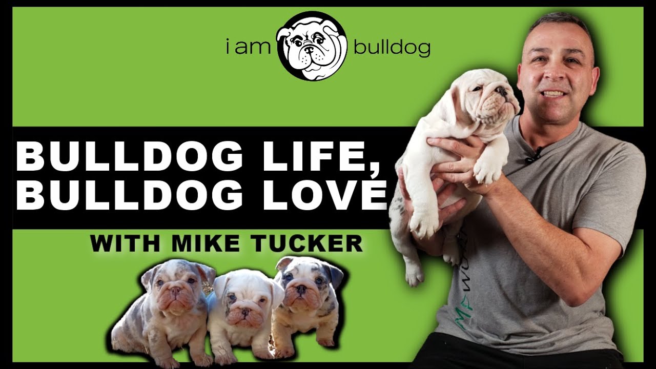 RARE COLORED BULLDOGS:  Beautiful Merle Bulldog Puppies | I AM BULLDOG | 2021