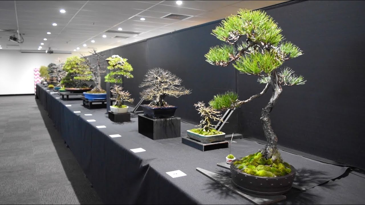 Australian Bonsai Exhibition