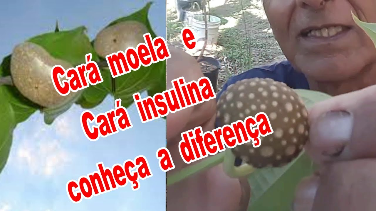 cará insulina ou cará moela veja a diferença
