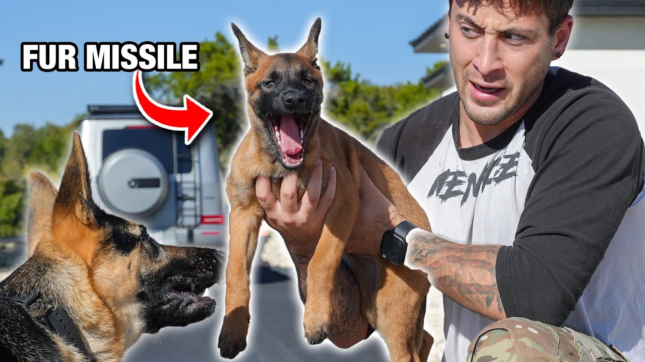 I Bought A Belgian Malinois...