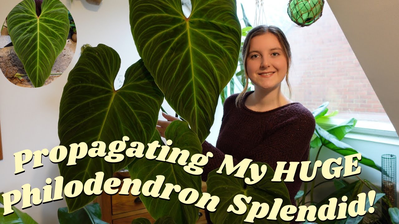 ✨Propagating ANOTHER HUGE Plant ✂️ Repot With Me🪴Philodendron Splendid 🤩🌿💚