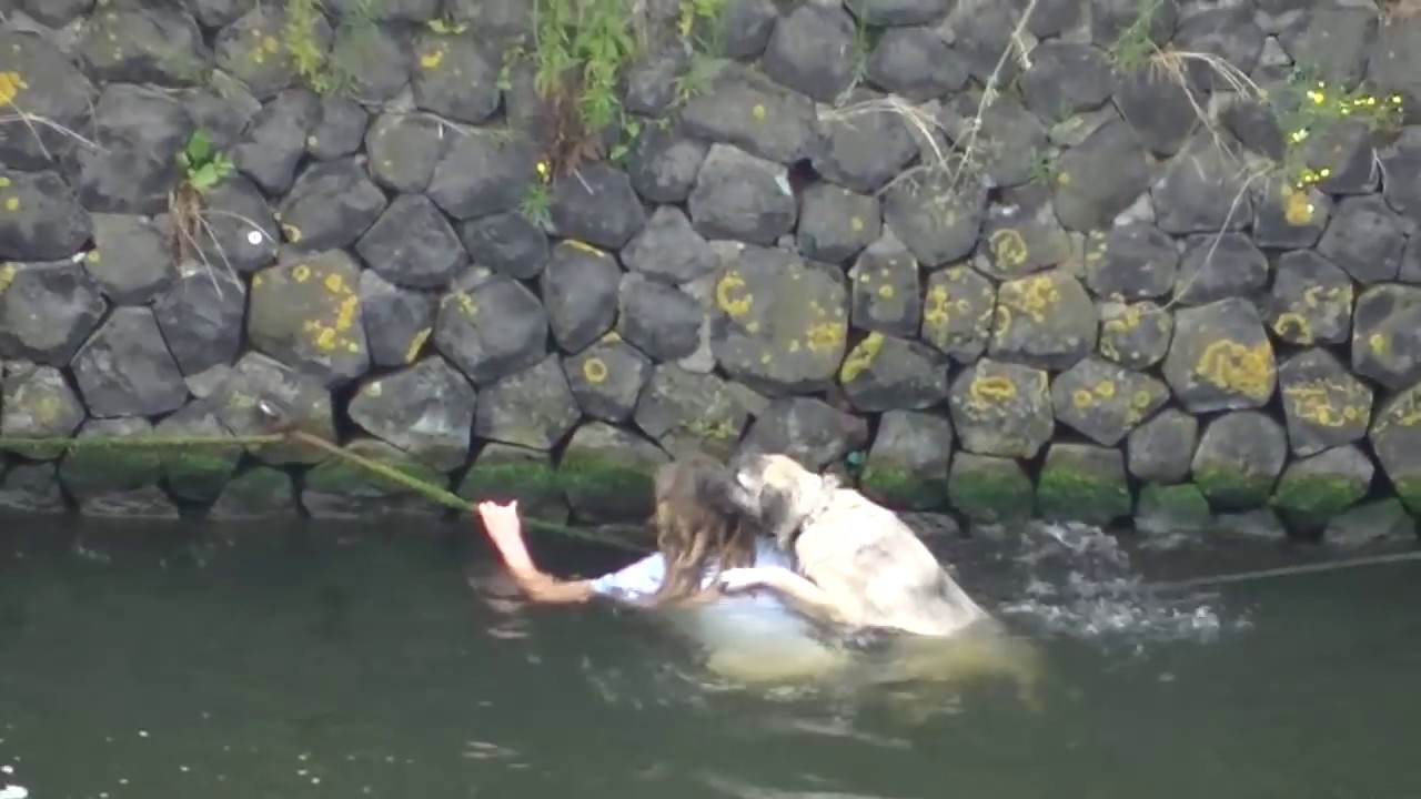 Dog rescued from the water / Hond uit water gered  (IJ, Amsterdam)