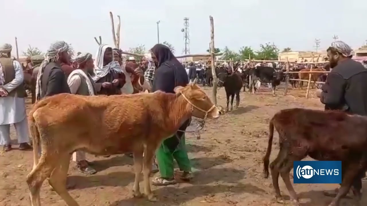 Cattle prices rising in Kunduz | افزایش بهای مواشی در کندز