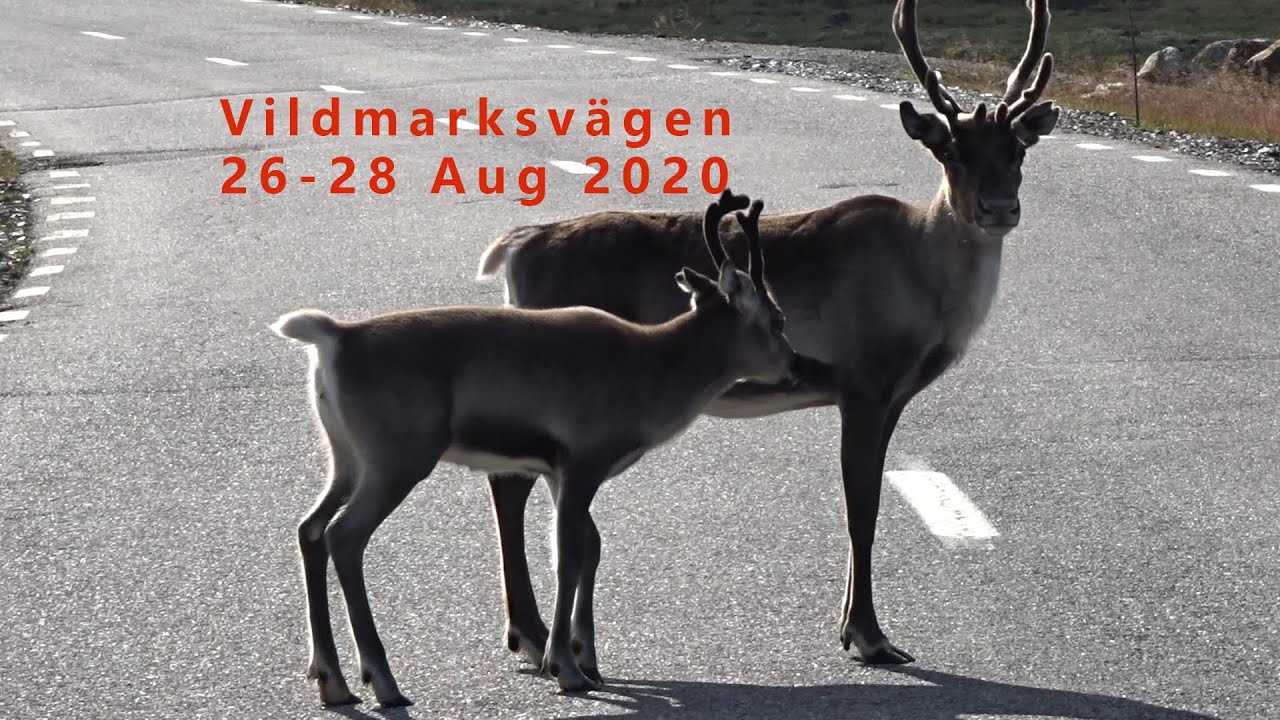 Vildmarksvägen aug 2020