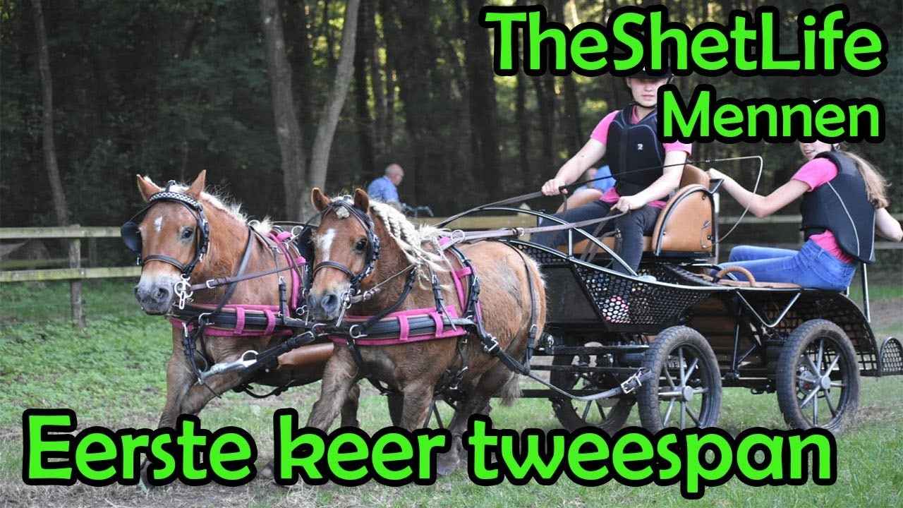 eerste keer tweespan | Mennen | TheShetLife