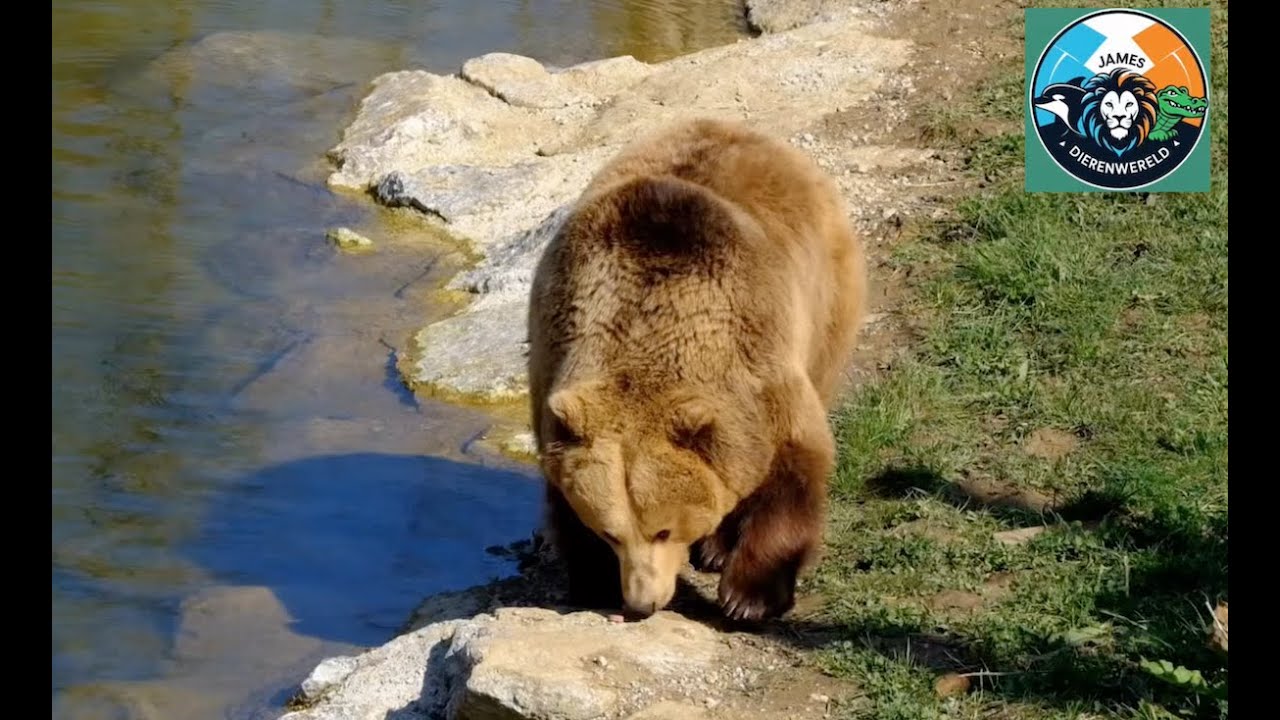 De grizzlybeer - James Dierenwereld