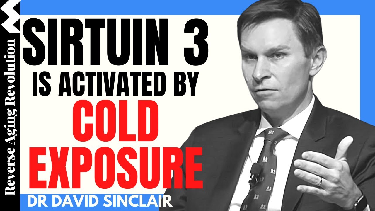 Mitochondrial SIRTUIN 3 is Activated By Cold Exposure | Dr David Sinclair Interview clips