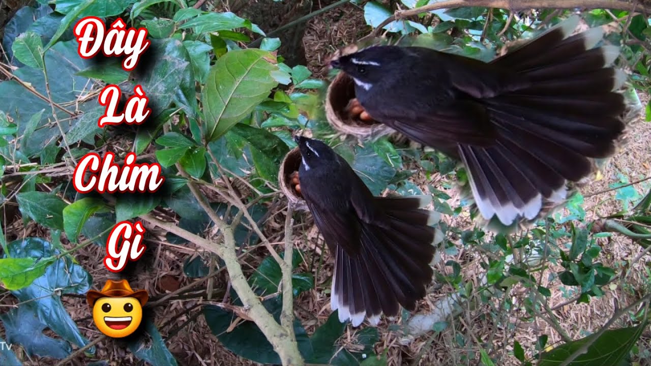 Phát Hiện Tổ Chim Rẻ Quạt 3 Con Chim Non Mới Nở / Quế Nghịch